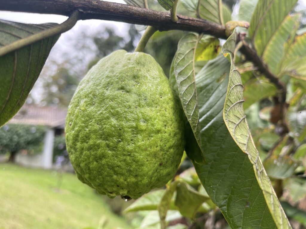 Imagem de uma goiaba no pé
